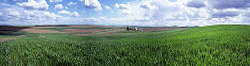 Wheat Field Panorama - Palouse Country - Spokane, WA