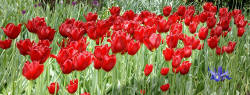 panorama - Red Tulips of Skagit Valley Tulip Festival WA