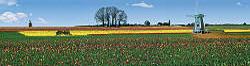 Scenic panorama - Wooden Shoe Tulip Nursery Woodburn, Oregon