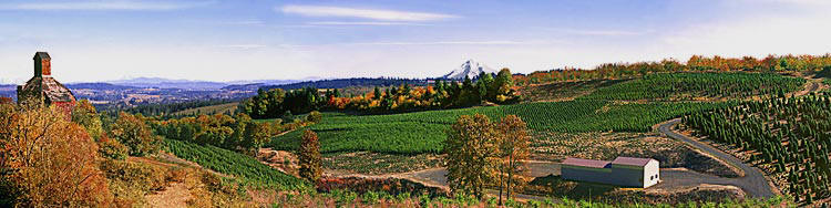 Christmas Tree Farm panorama; Scholls Tree Farm photo; Mt. Hood Oregon picture sold as framed photo or canvas