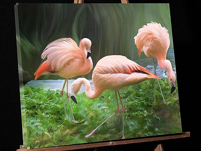Painting: 3 Fluffy Chilean Flamingos; Eureka California Image