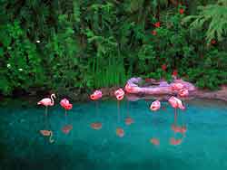 Chilean Flamingo Reflections - Disney World Florida