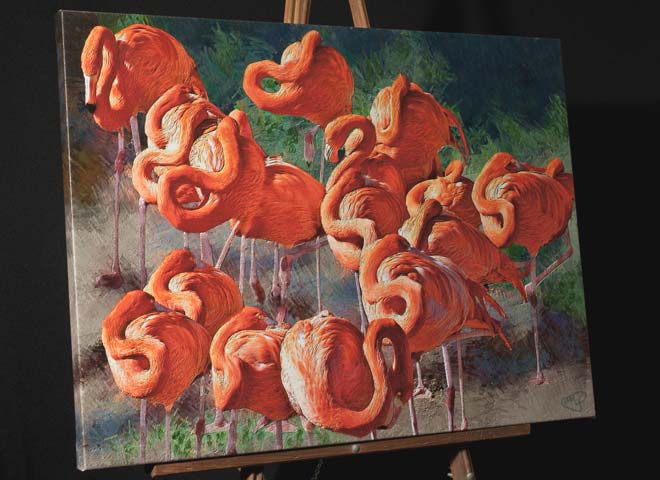 American Flamingos Painting with necks curled at the San Diego Zoo
