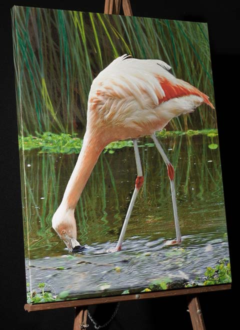 American Flamingo Fishing in the reeds at Sequoia Zoo, Eureka CA, canvas painting for sale