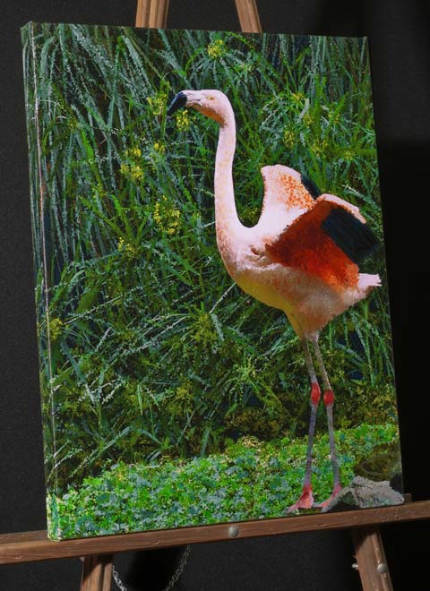 American Flamingo Painting taken at Sequoia Zoo-Eureka CA; picture sold as framed art, canvas or web file