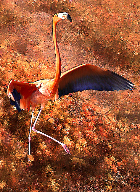 Flamingo Paintings Gallery 61