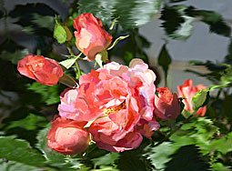 Pink Rose Flowers Stock photograph