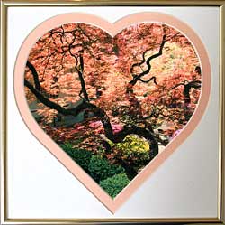 Japanese Maple tree Valentine gift