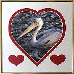 Pelican seabird  Valentine gift