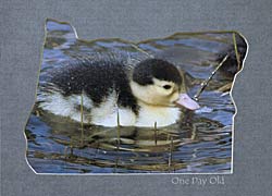 Oregon Map - day old Muscovy duck