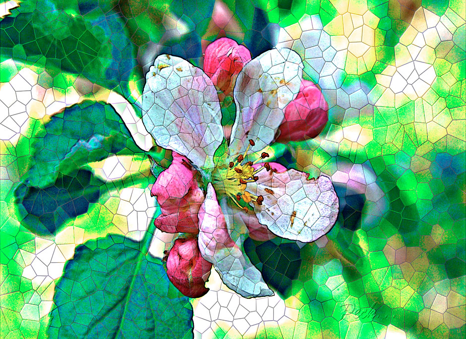 Buy this apple blossom picture makes great stained glass design - spring apple blossom closeup