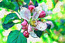apple blossom picture makes great stained glass design - spring apple blossom closeup