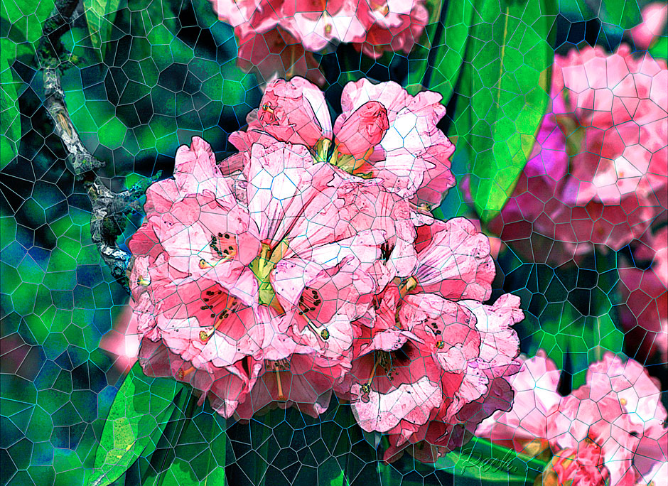 Buy this digital art makes lovely stained glass design -Pink rhododendron flower picture