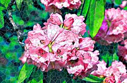 digital art makes lovely stained glass design -Pink rhododendron flower