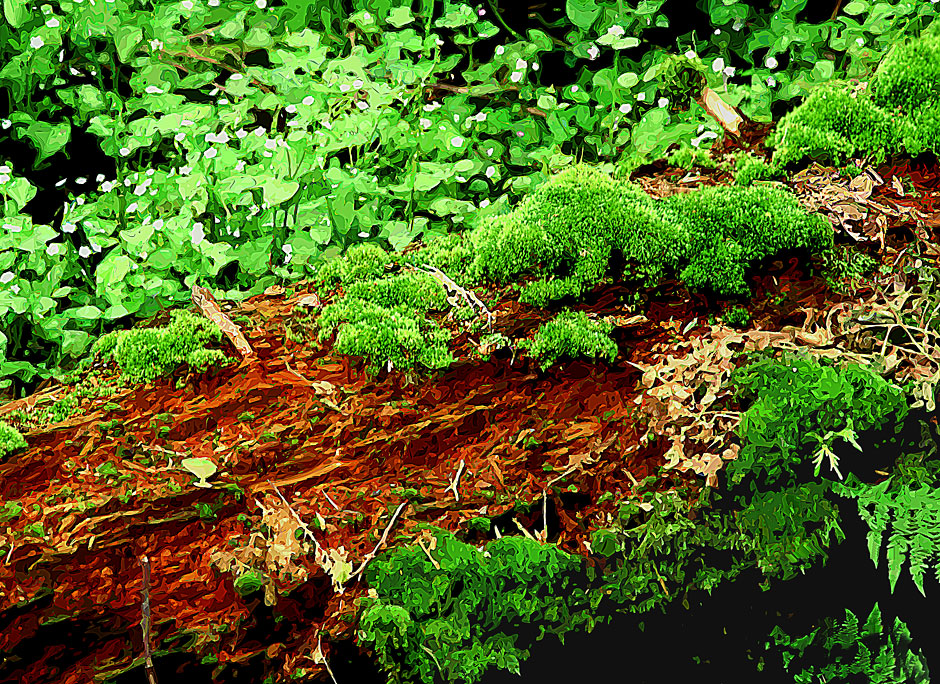 Buy this Woodland forest floor; cedar tree and moss picture