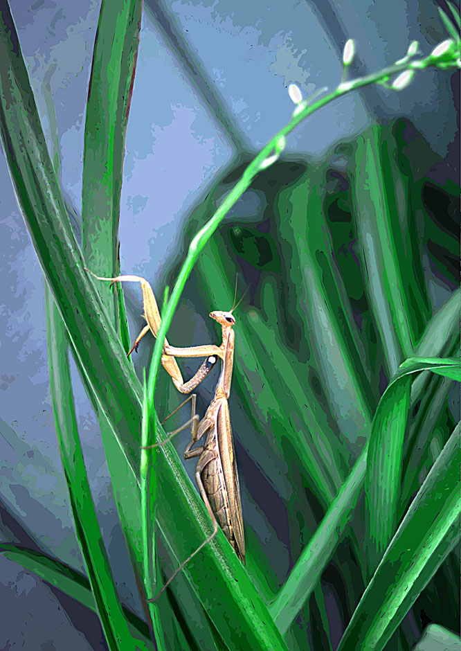 Buy this Nature photo to painting; Praying Mantis closeup picture