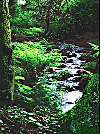 Oregon Woodland scene - brook, stream, creek VERY textured