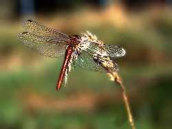 Pond stock photo - dragonfly close up