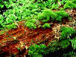 Woodland forest floor; cedar tree and moss