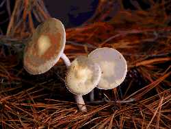 Oregon Woodland digital art - mushrooms