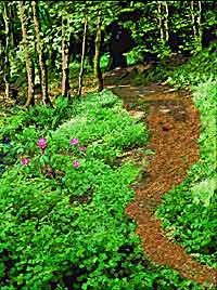 Oregon Woodland digital art - path through flowers and trees in the woods