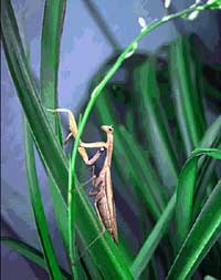 Nature photo to painting; Praying Mantis closeup