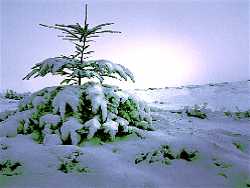 snow scene with tree; lovely Christmas Tree