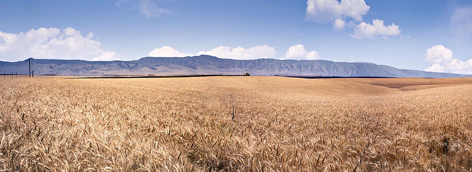 An Oregon Agriculture photograph; Wheat Field panorama;  Blue Mountains pan-Milton-Freewater to Pendleton sold as framed photo or canvas