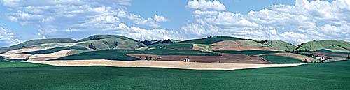 Athena pea and grain fields
