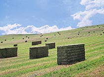 Alfalfa Field; farm crop, square hay bales