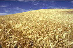 Summer: Barley Field
