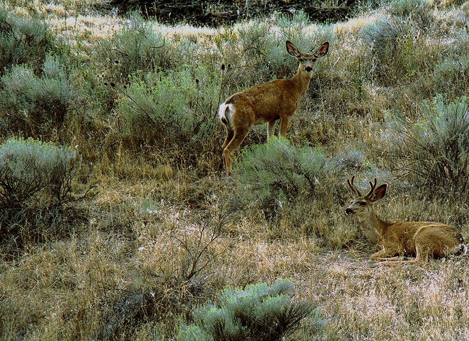 Mule Deer Buck Doe Sagebrush Eastern Oregon Photo for sale