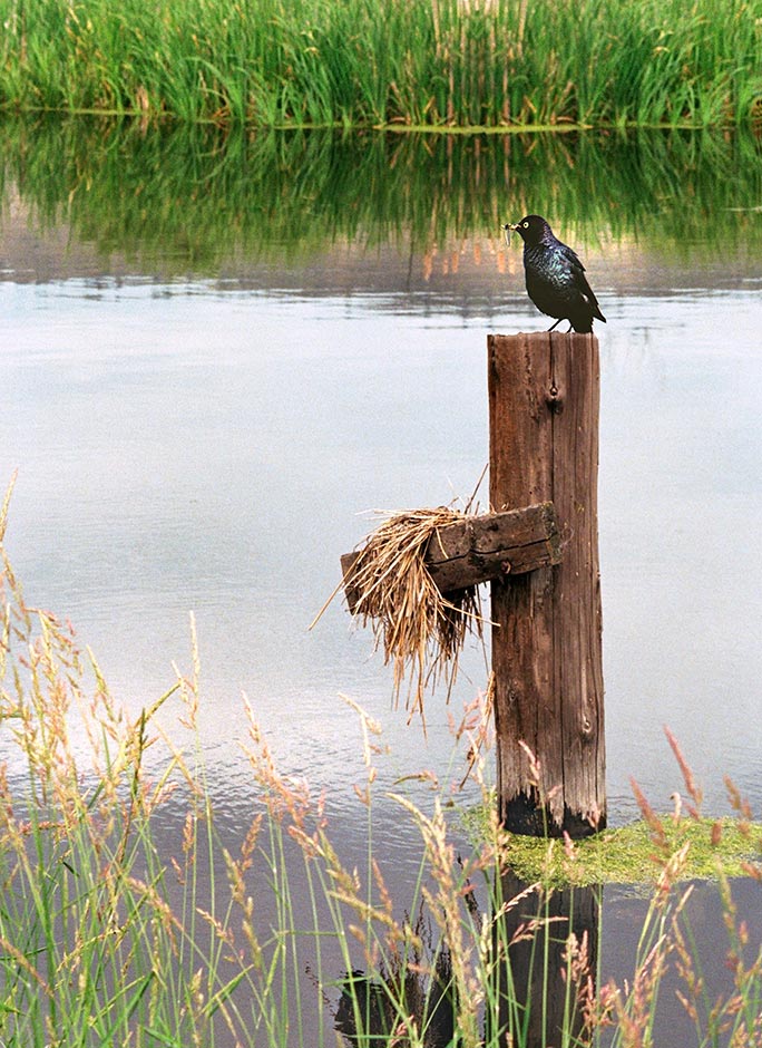 Birds of Klamath Basin; Black bird of Olene; Stevenson's Park