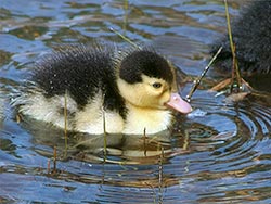 Day old Muscovy Duck