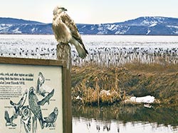 Falcon the Hunter - Lower Klamath Lake