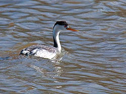 A Grebe Looking for a Mate (Putnams Point)
