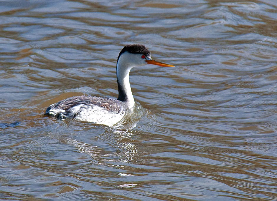 Klamath Lake Oregon - A Grebe Looking for a Mate (Putnam's Point)