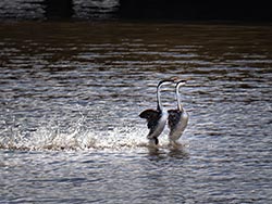 Grebes Dancing, a unique mating Ritual