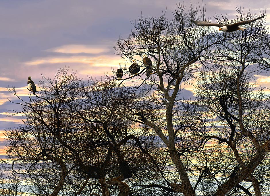 Lower Klamath Lake largest concentration of bald eagles in US; hawk