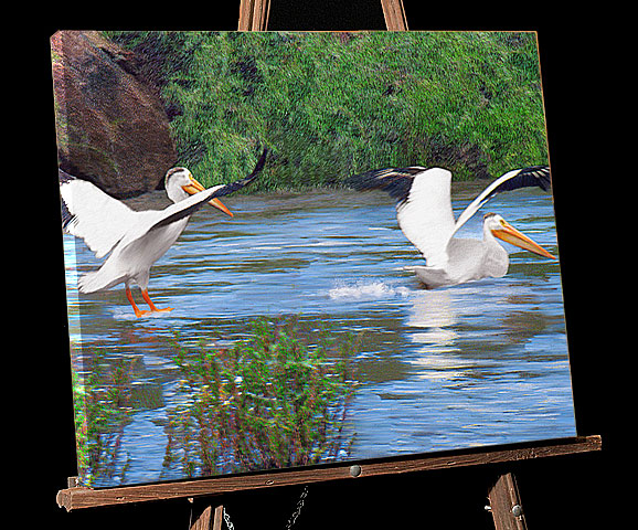 Klamath Basin Pelicans in Mating Dance on a pond; canvas for sale,Oregon wildlife picture