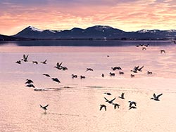 flying birds; Tule Lake Sunset