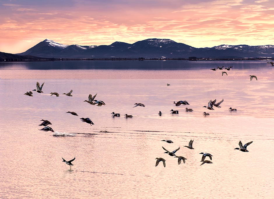 The Klamath Basin - flying birds; Tule Lake Sunset