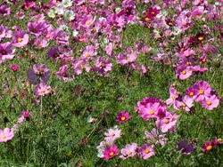 Silverton Oregon flower farm in bloom