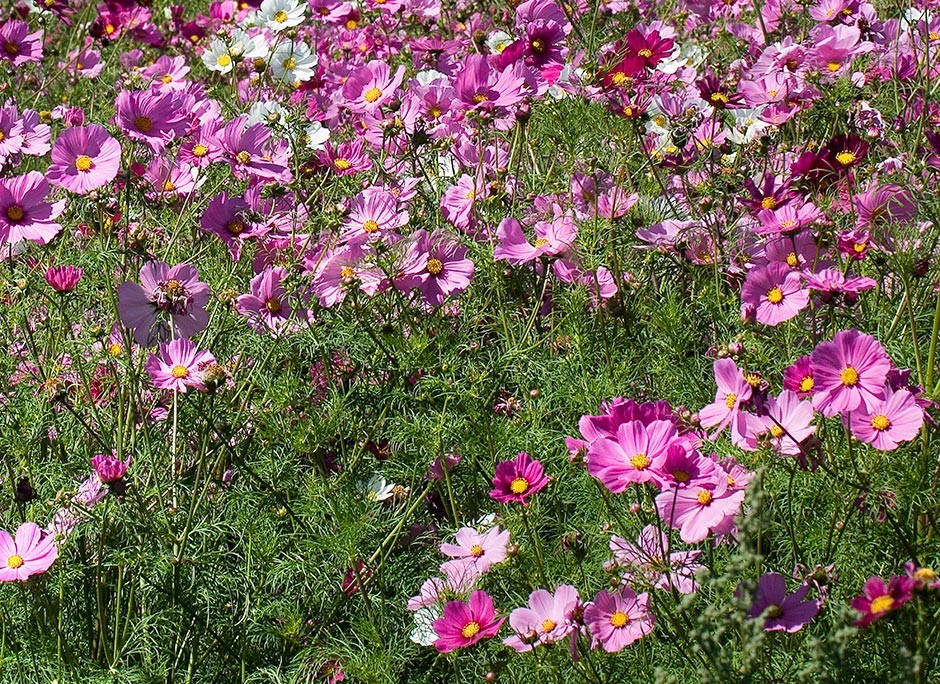 Silverton Oregon flower farm in bloom - Silver Falls Seed Company - Cosmos Flowers