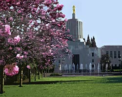 Painting of Cherry blossoms at Oregon's Capitol Mall in Salem Oregon