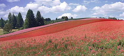 Shirley Red Poppy Field panorama