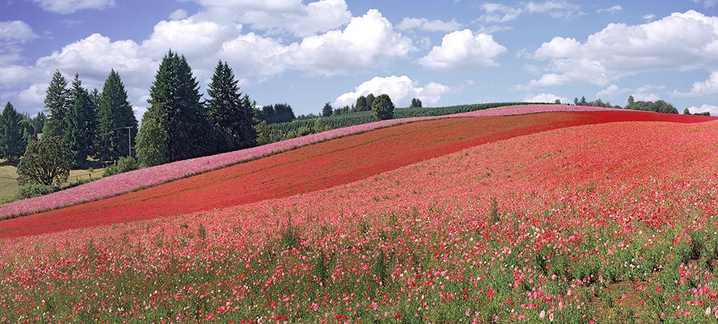 Shirley Red Poppy Field panorama - Silverton Oregon - Silver Falls Seed Company
