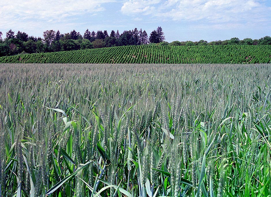 Willamette Valley Photos - Salem Wheat Field - Oregon Agriculture