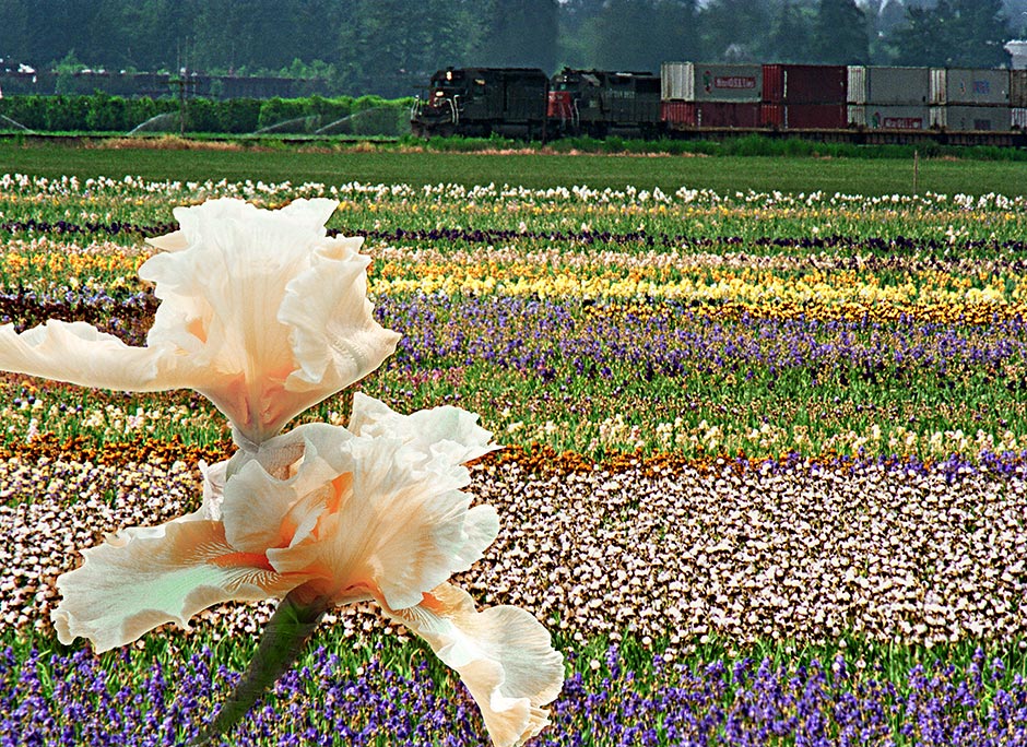 Schreiner's Iris Field - 275 acres plus Iris closeup - Salem Oregon