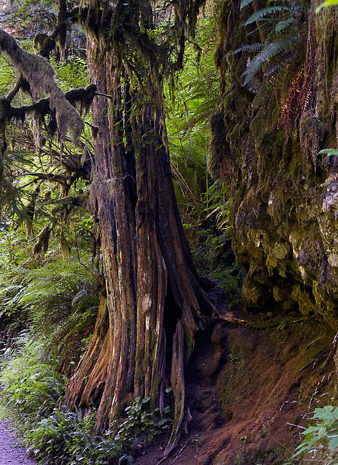 Weathered Tree Trunk - Upper North Falls of Silver Falls State Park in Silverton